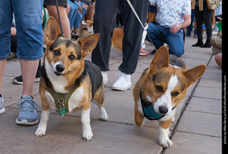 Tour de Corgi - Parade