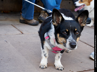 Tour de Corgi - Parade