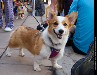 Tour de Corgi - Parade