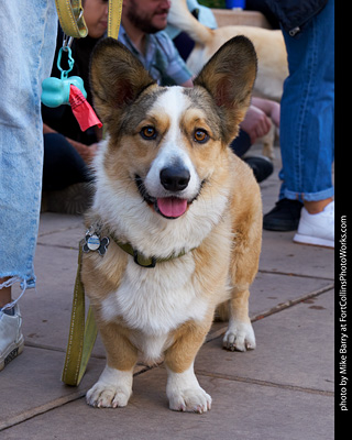 Tour de Corgi - Parade