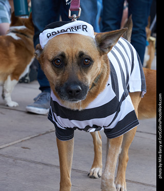 Tour de Corgi - Parade