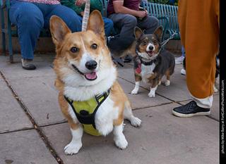 Tour de Corgi - Parade