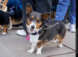 Tour de Corgi - Parade