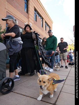 Tour de Corgi - Parade
