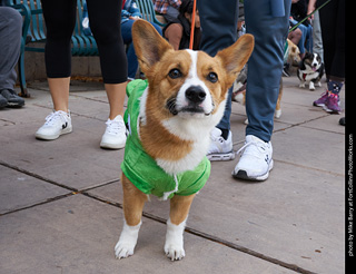 Tour de Corgi - Parade