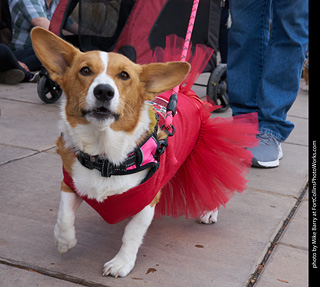 Tour de Corgi - Parade