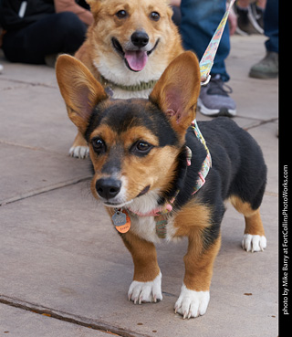 Tour de Corgi - Parade