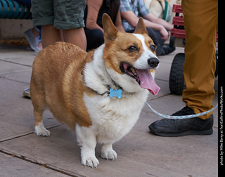 Tour de Corgi - Parade