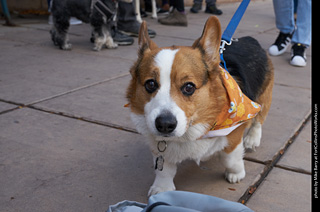 Tour de Corgi - Parade