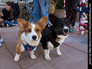 Tour de Corgi 2023 - p6