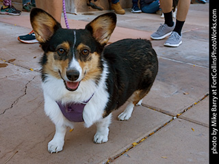Tour de Corgi 2023 - p7