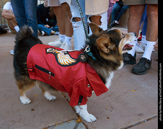 Tour de Corgi 2023