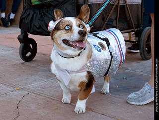 Tour de Corgi 2023