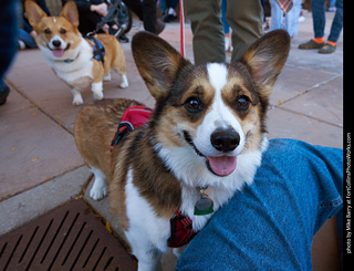 Tour de Corgi 2023