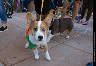 Tour de Corgi 2023