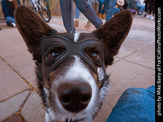 2023-10-07 Tour de Corgi