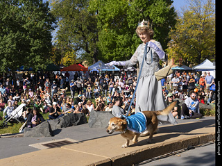 2024 Tour de Corgi - contest