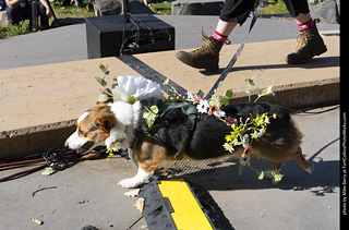 2024 Tour de Corgi - contest