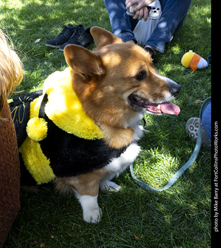 2024 Tour de Corgi - guests