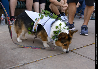 2024 Tour de Corgi - tour