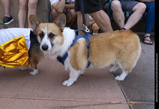2024 Tour de Corgi - tour