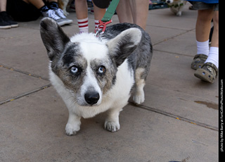 2024 Tour de Corgi - tour