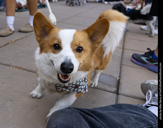 2024 Tour de Corgi - tour