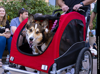 2024 Tour de Corgi - tour