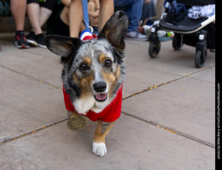 2024 Tour de Corgi - tour