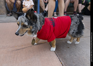 2024 Tour de Corgi - tour