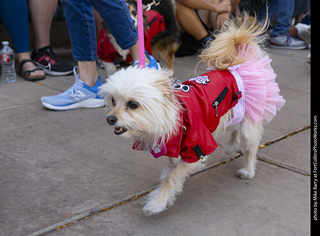 2024 Tour de Corgi - tour