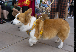 2024 Tour de Corgi - tour