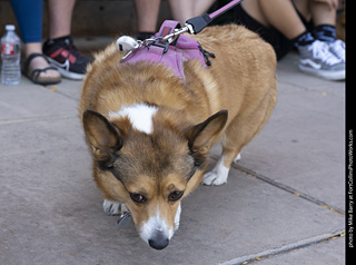2024 Tour de Corgi - tour