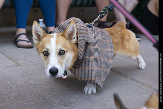 2024 Tour de Corgi - tour