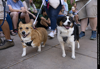2024 Tour de Corgi - tour