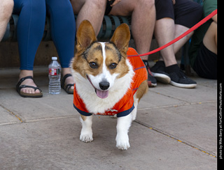 2024 Tour de Corgi - tour