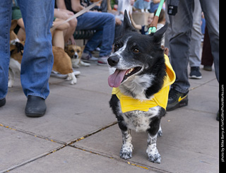 2024 Tour de Corgi - tour