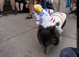 2024 Tour de Corgi - tour