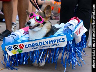 Tour de Corgi - Tour #6