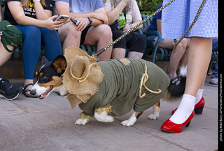 2024 Tour de Corgi - tour