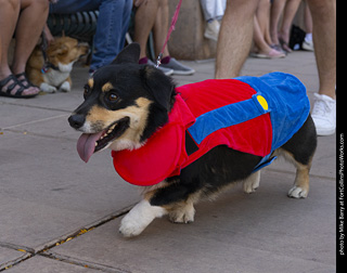 2024 Tour de Corgi - tour