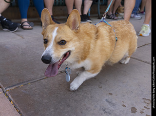 2024 Tour de Corgi - tour