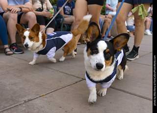 2024 Tour de Corgi - tour