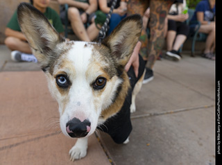 2024 Tour de Corgi - tour