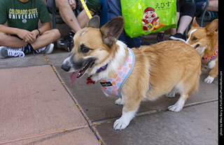 2024 Tour de Corgi - tour