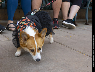2024 Tour de Corgi - tour