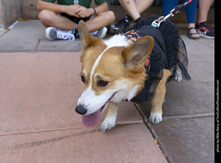 2024 Tour de Corgi - tour