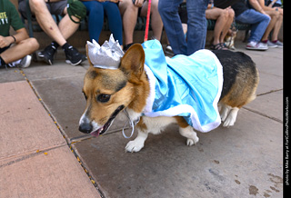 2024 Tour de Corgi - tour