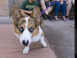 2024 Tour de Corgi - tour
