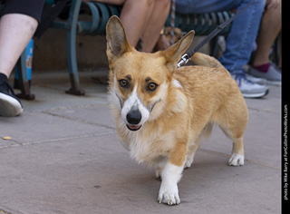 2024 Tour de Corgi - tour